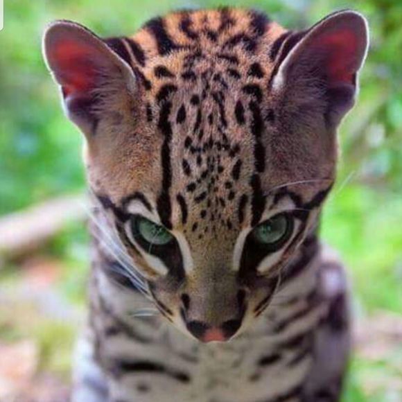 Meet your Posher, Jared - Picture 1 of 1